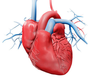 schematische Darstellung eines Herz