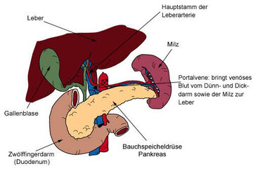 Die Bauchspeicheldrüse und ihre angrenzenden Organe