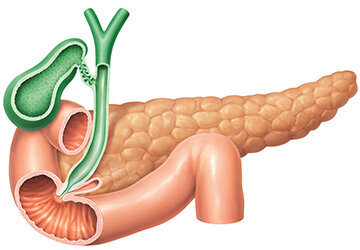 Die Bauchspeicheldrüse (Pankreas)